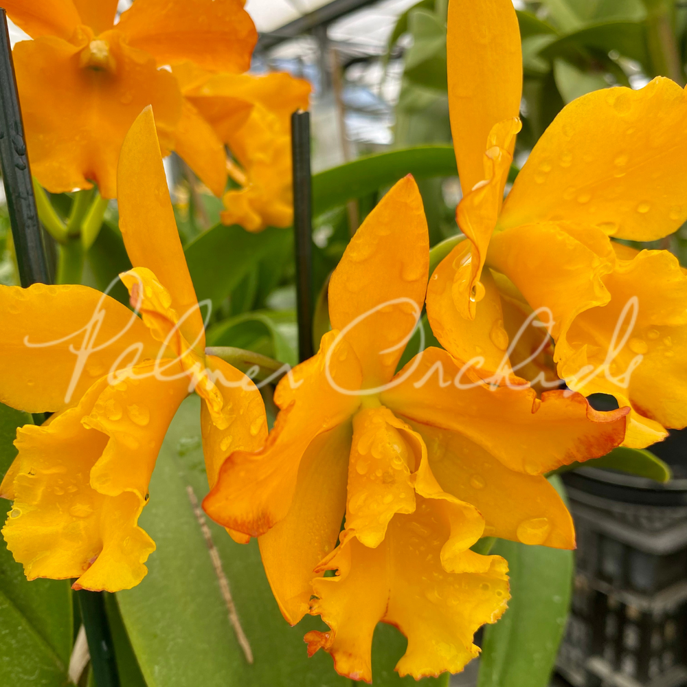 Rth. Volcano Prince — Palmer Orchids